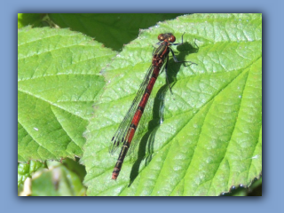 Large Red Damselflies. A male is seen on a rail near Broomhill footbridge on 28th May 2023  2.jpg